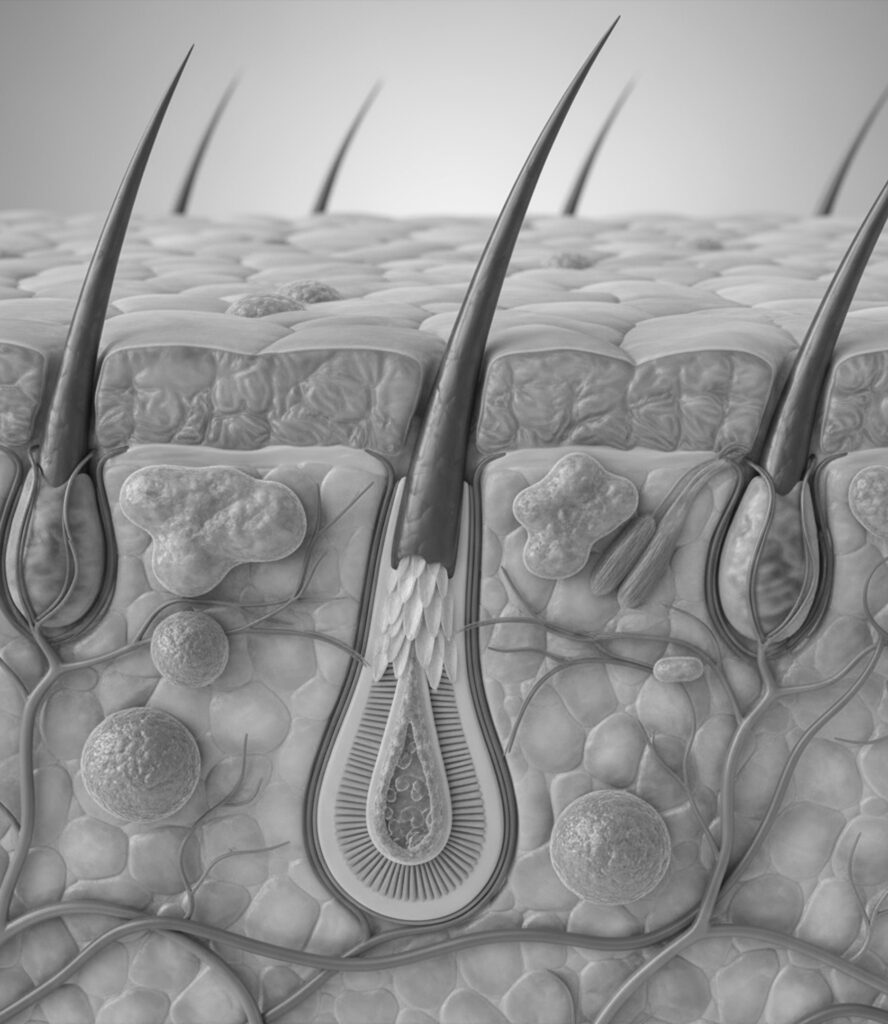 Reduced hair thinning
